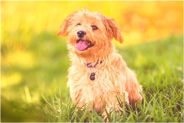 夢到了身段柔軟的女孩子好不好_周公解夢官網