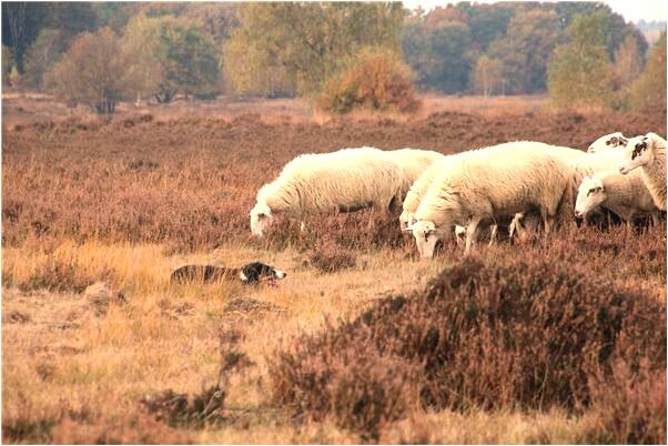 夢到喝死人尿是什麼徵兆_周公解夢官網
