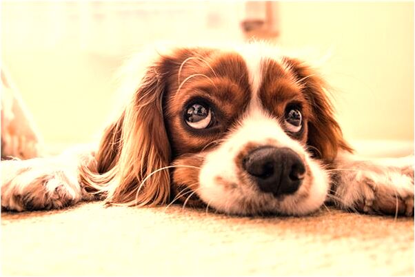 夢見忘記帶禮別人家做客有什麼說法_周公解夢官網