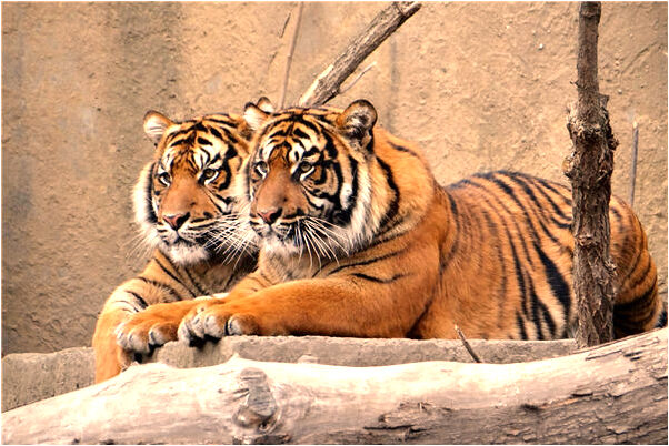 夢到了家裡衛生間水管爆管漏水預兆了什麼嗎_周公解夢官網