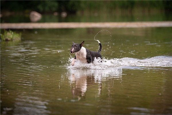 夢到給狗狗洗澡有什麼意思嗎_周公解夢
