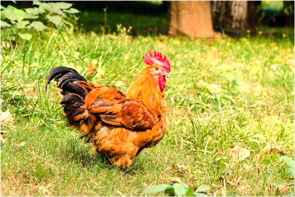 夢到嬰兒頭上有顆紅痣是什麼意思_周公解夢官網