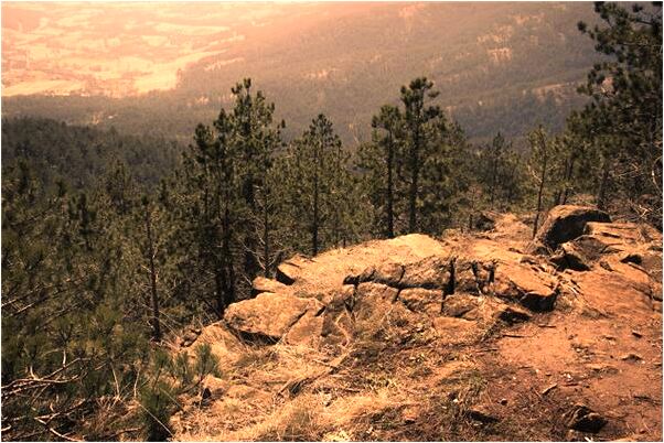 夢到了蛇打死了又復活是好是壞_周公解夢官網