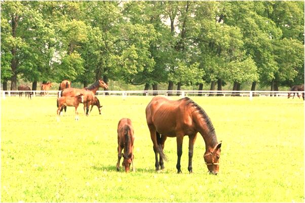 夢到妻子和兒子朱旅館會是什麼預兆_周公解夢官網