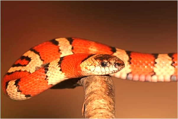 夢到了和明星一起跳舞是怎么回事_周公解夢官網