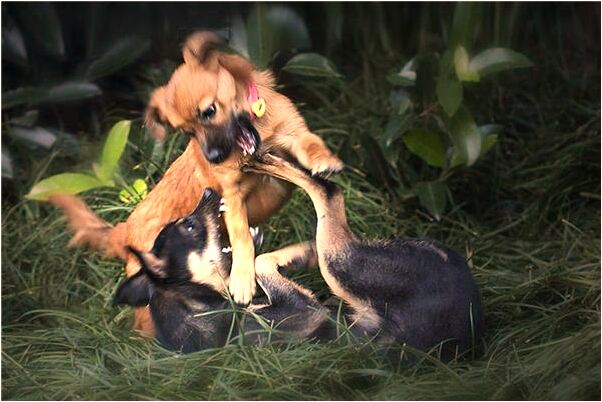 夢見奶奶平躺預兆了什麼嗎_周公解夢官網