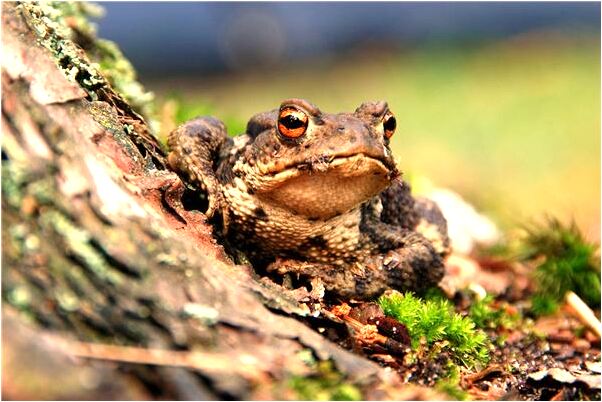 夢到屍體有有大便是不是好的徵兆呢_周公解夢官網
