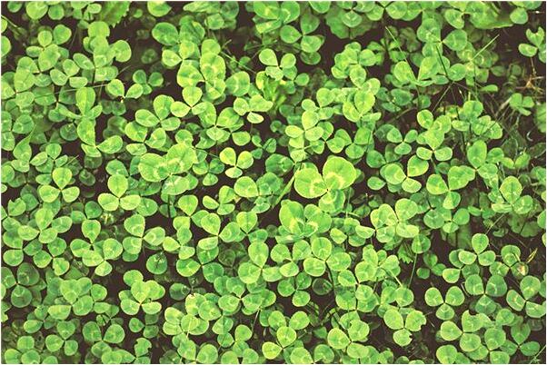 夢到了把人殺了內臟都出來了是咋回事_周公解夢官網