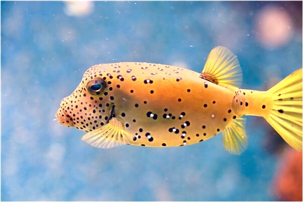 夢到沈澤桂會是什麼預兆_周公解夢官網