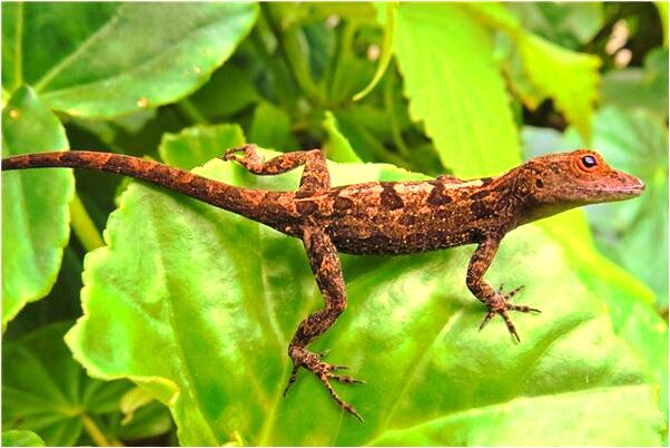 夢到了狗來咬自己被打開是什麼意思_周公解夢官網