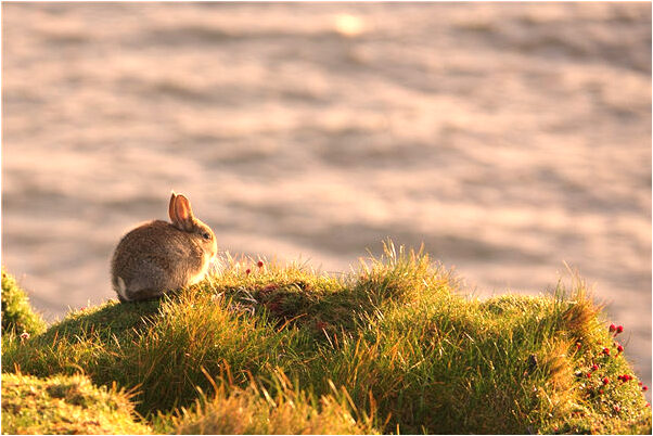 夢見活著的奶奶去世了打我會是什麼預兆_周公解夢官網