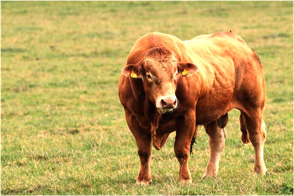 夢見自己仗政是什麼啟示_周公解夢官網