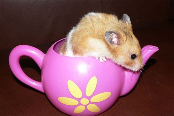 2020年不生幾月的鼠_十二生肖