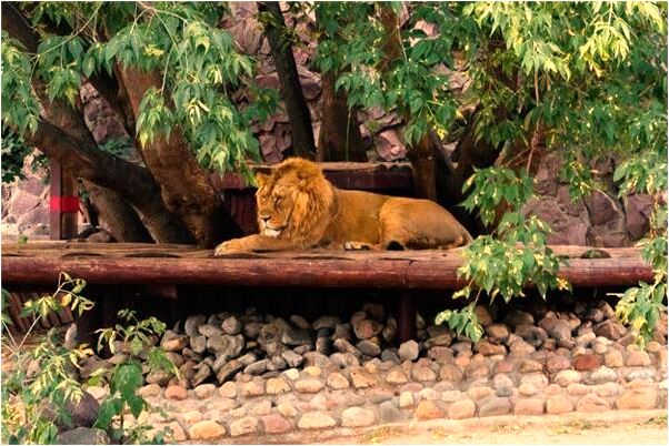 夢到別人砍甘蔗有什麼寓意嗎？_周公解夢官網