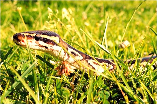 夢到了男友說不要孩子了是什麼啟示_周公解夢官網