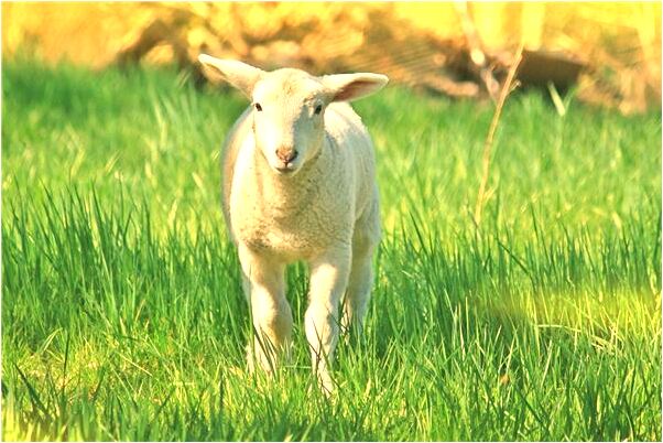 夢到了結婚丟孩子是凶兆還是吉兆_周公解夢官網