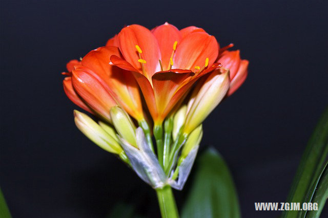 夢見小偷偷東西_周公解夢夢到小偷偷東西是什麼意思_做夢夢見小偷偷東西好不好_周公解夢官網