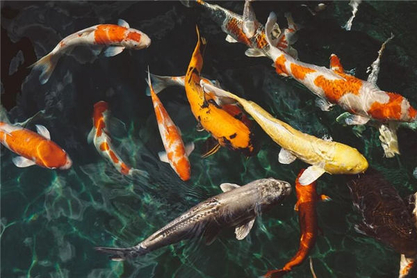 夢見電魚是什麼意思_周公解夢