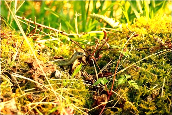 夢見後鬼視好意味著什麼_周公解夢官網