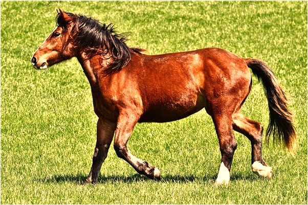 夢到大鱉走來咬我短劍殺死它怎么回事_周公解夢官網