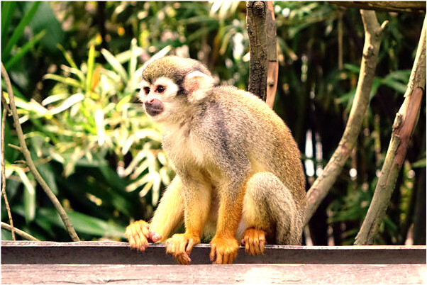 夢見我的岳父背胖女孩的預兆_周公解夢官網