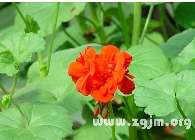 屬於十二星座的春天的花_十二星座