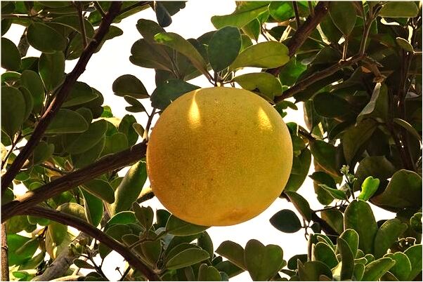 夢到與死去的親人對話是不是好的徵兆呢_周公解夢官網