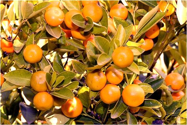 夢見老姨媽好不好_周公解夢官網