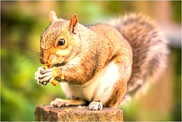 夢見自己使勁刷牙有什麼徵兆_周公解夢官網