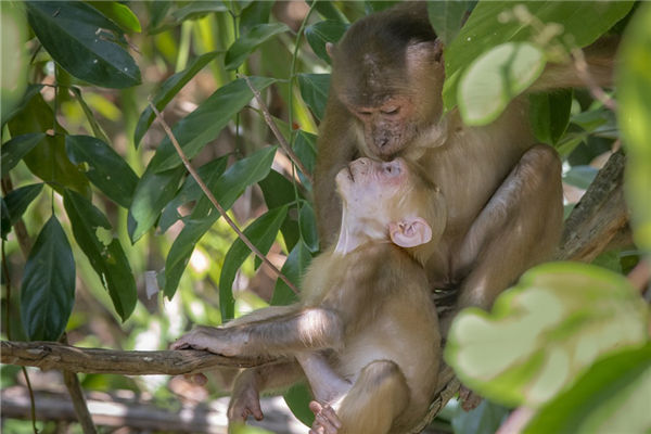 屬相猴出生2021年歲數_十二生肖