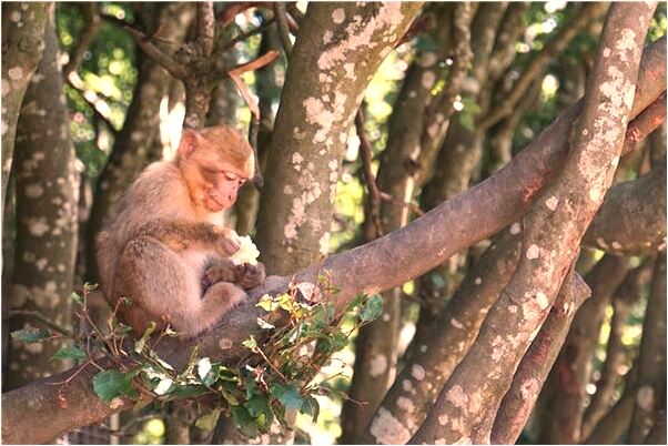 夢見親戚家小女孩是什麼預兆？_周公解夢官網