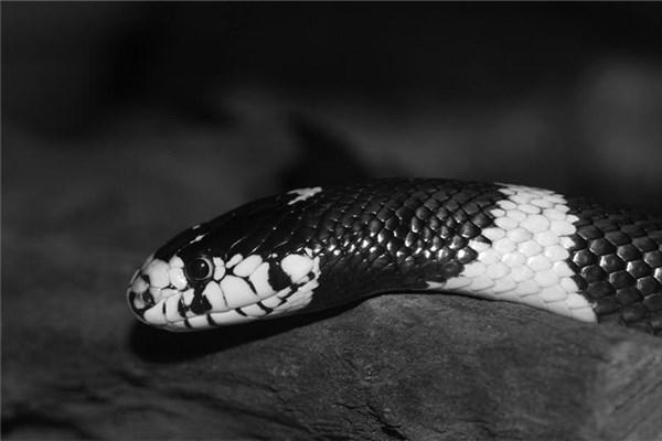 夢到打黑蛇是什麼啟示_周公解夢