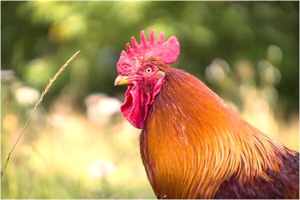 夢見被人咬出血有什麼意思_周公解夢官網