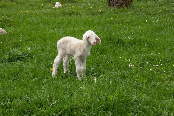 夢見羊羔_周公解夢