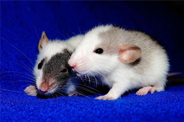 2008年屬鼠2021年如何_十二生肖