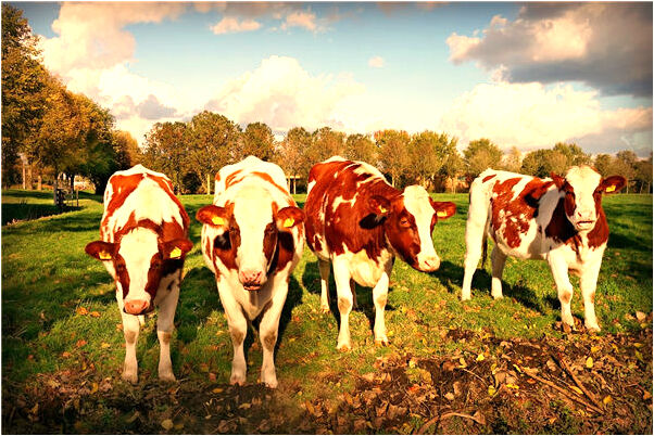 夢到了關門閃了一道縫是咋回事_周公解夢官網