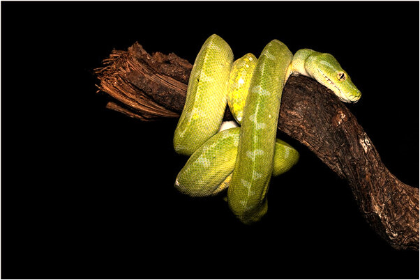 夢到變成蜘蛛俠勒預示什麼_周公解夢官網