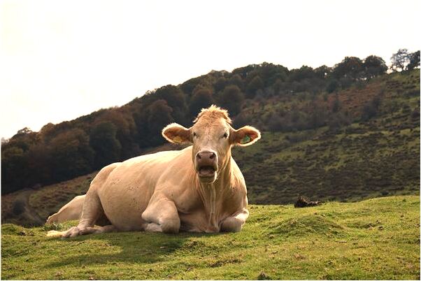 夢到自己下牙齒全部掉了是不是好的徵兆呢_周公解夢官網
