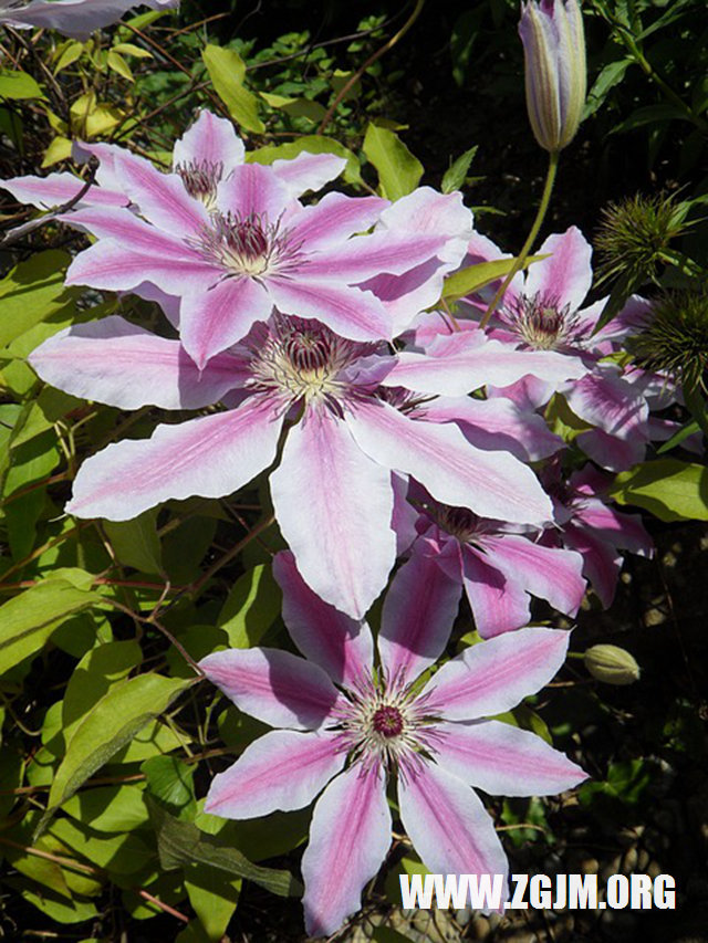 夢見手沾屎_周公解夢夢到手沾屎是什麼意思_做夢夢見手沾屎好不好_周公解夢官網