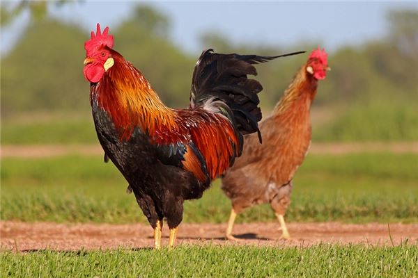 1993年屬雞的是什麼命_十二生肖