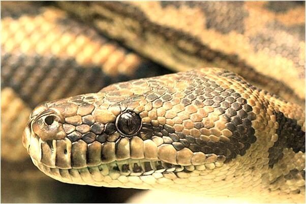 夢到了去監獄看人有何寓意_周公解夢官網