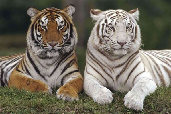 夢見兩隻老虎交配有什麼含義？_周公解夢