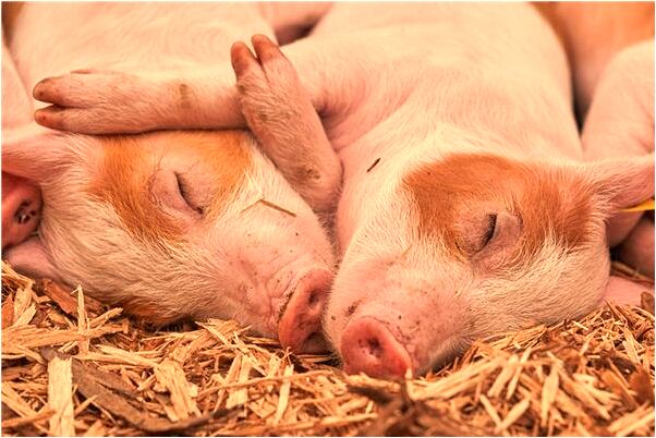 夢見先父說要那布鞋穿有什麼意義嗎_周公解夢官網