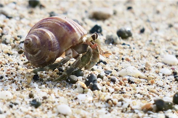 夢到了寄居蟹是凶兆還是吉兆_周公解夢