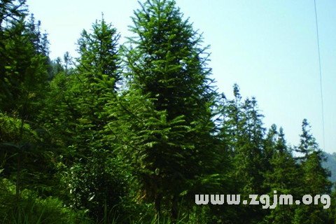 Dream of fir fir tree