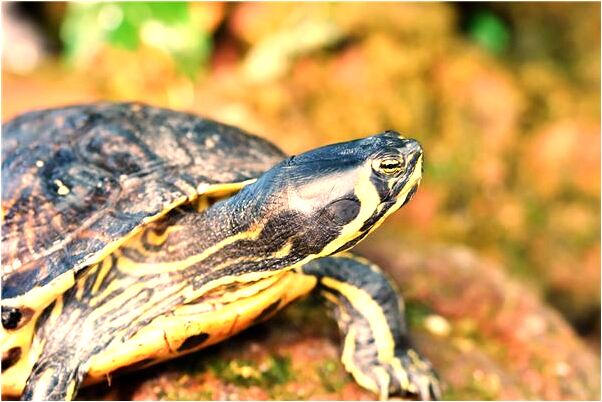 夢到了活著的親人死了裝在棺材裡有什麼寓意嗎_周公解夢官網