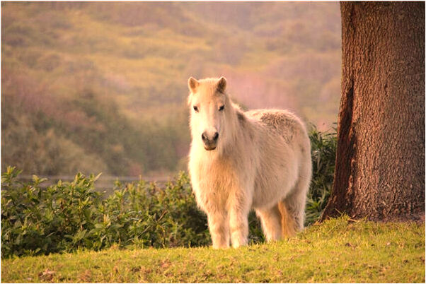 夢到了遇到老人幫我什麼預兆_周公解夢官網