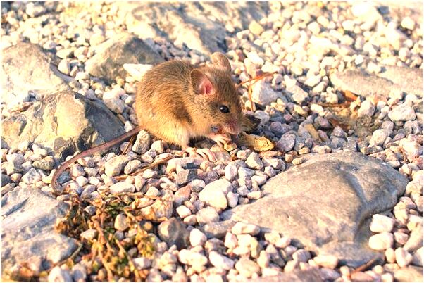 夢到殺黃鱔黃鱔肚子全是蛋是好的徵兆嗎_周公解夢官網