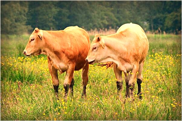 夢到格格嫁給我意味著什麼_周公解夢官網