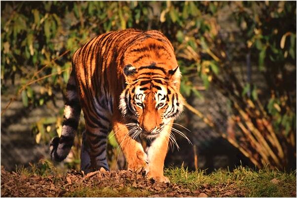 夢見鳥巢里有狐狸有什麼預兆_周公解夢官網